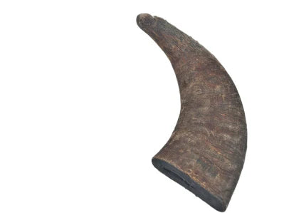 Water Buffalo Horn Large