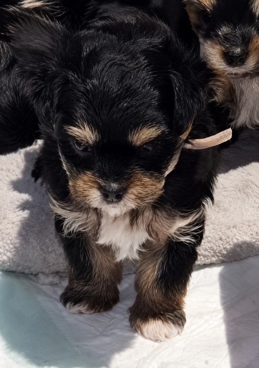 Staff Announcement: New Hire Coming Soon! 🐾