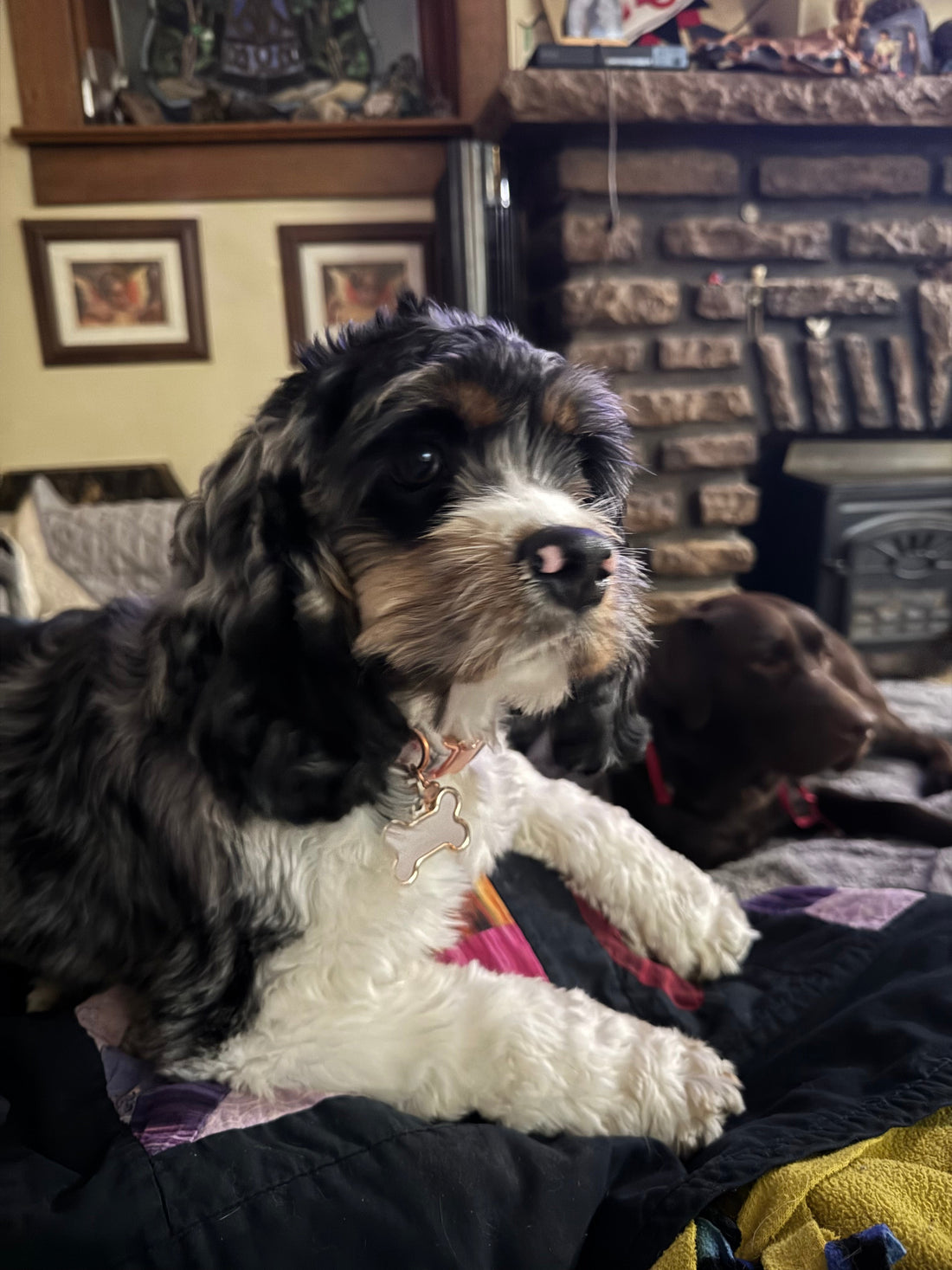 Princess Dahlia🥰🐶