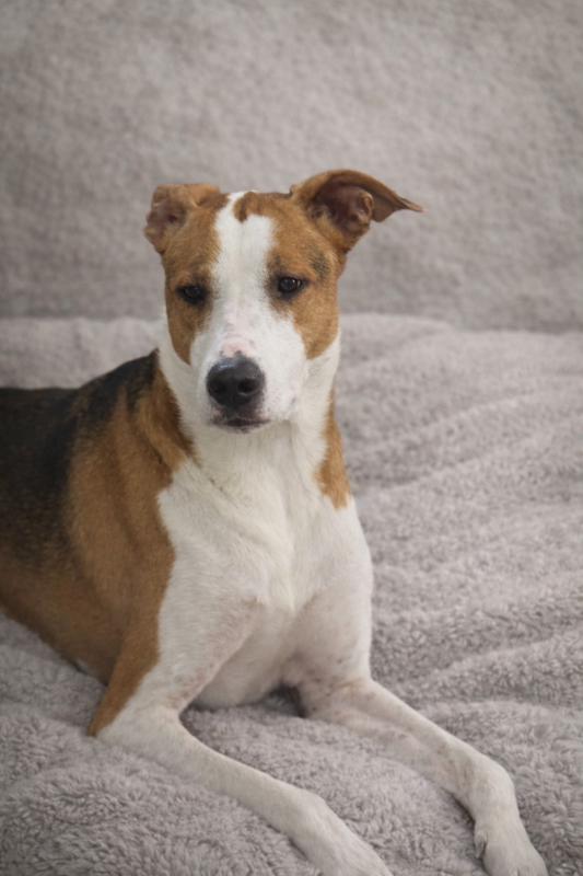 Sweet, Speedy, and Slightly mysterious Bailey!