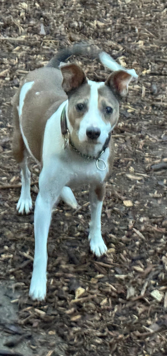 Energetic and Loyal Austin!