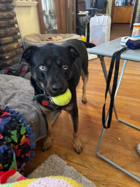 🐾🔥 Brody: The Tail-Wagging Heartbreaker with Championship Zoomies &amp; Legendary Cuddle Skills! 🦴💙🚀