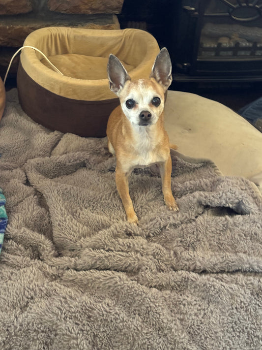 👑✨ Fun Bio Friday Feature: All Hail Queen Cali! ✨👑