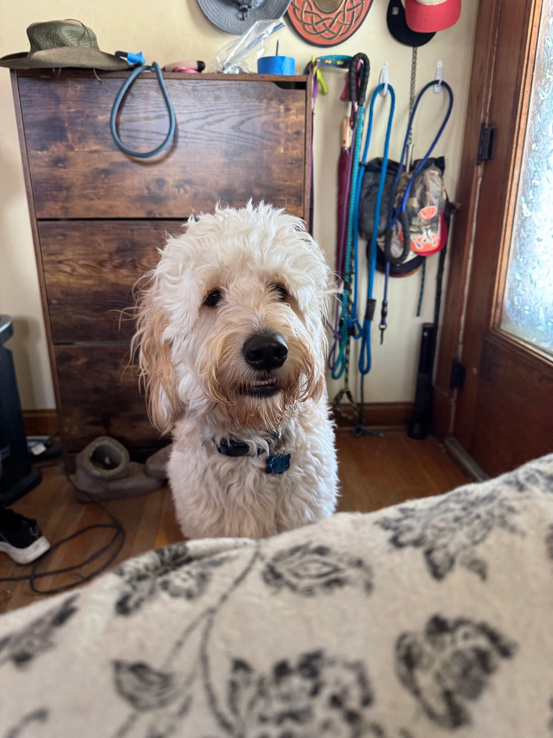 🎉🐾 Bio Feature: Carmey — The Giant Goofball of Golden Chaos! 🐾🎉