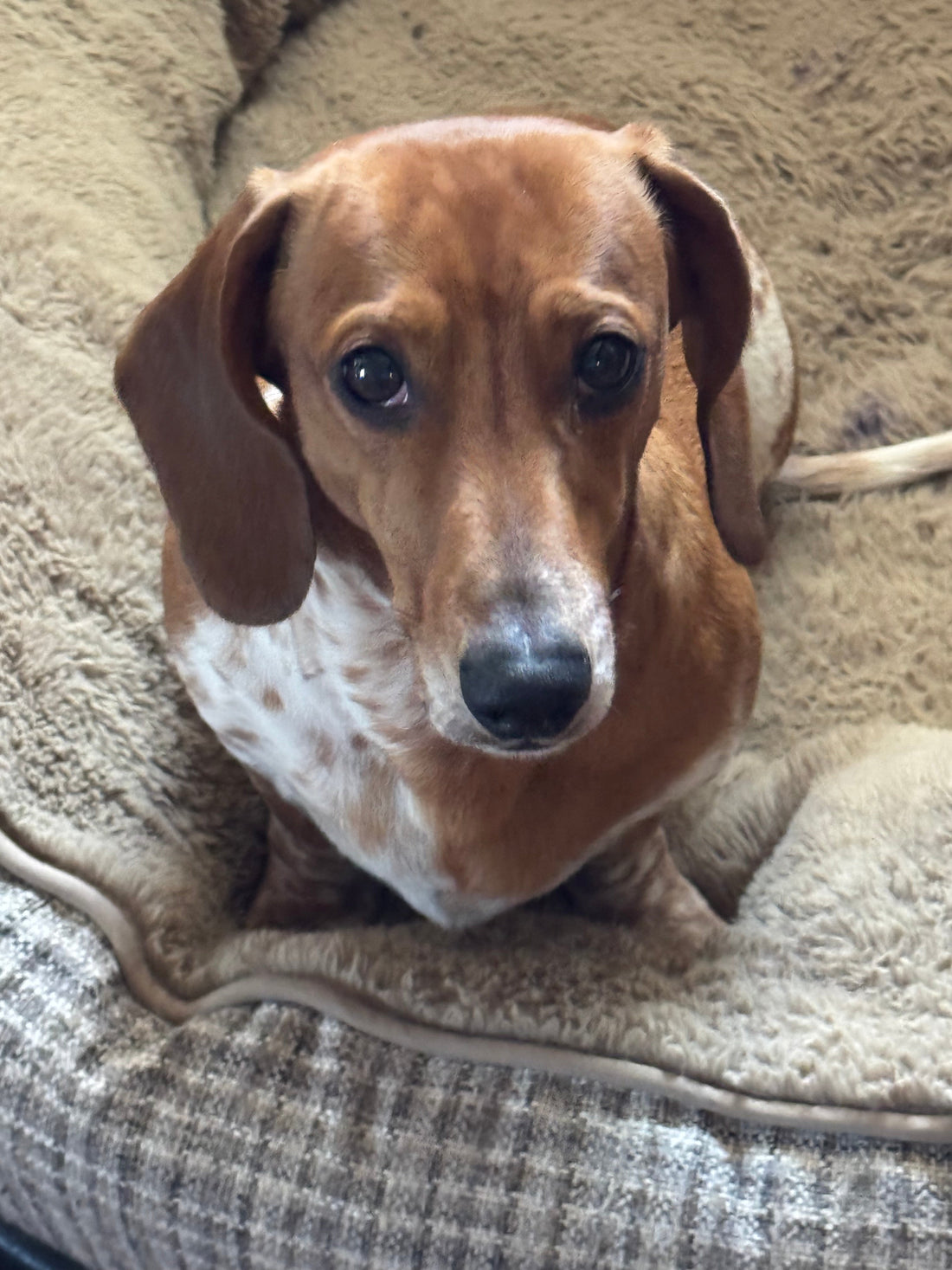 Who’s ready for a lap full of dachshund? 🐾💕