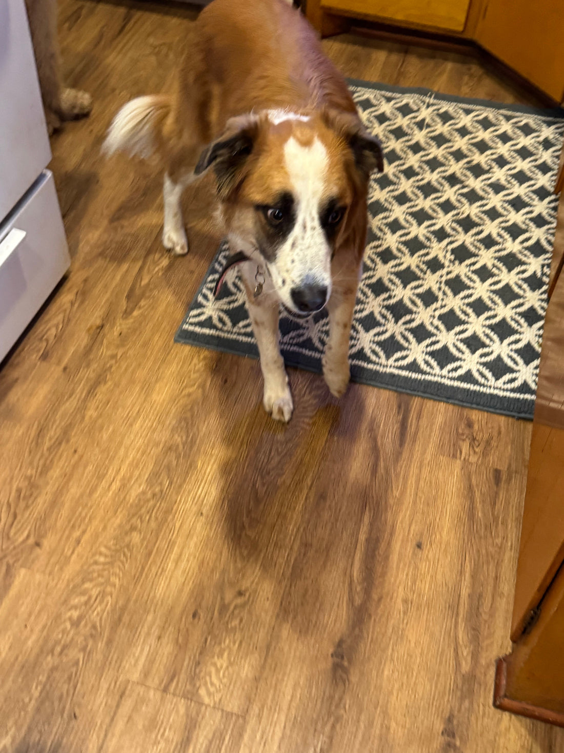 🐾⚡ Lainey Ru: The Zoomie Queen with Raccoon Eyes &amp; a Snuggle Attack You’ll Never Escape! 💕🦝🚀