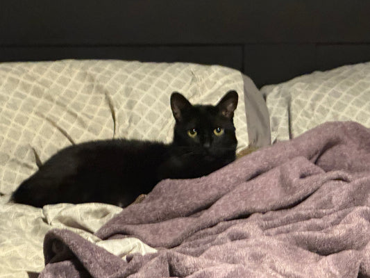 🕶️🐾 Agent Pitch: License to Purr 🐾🕶️