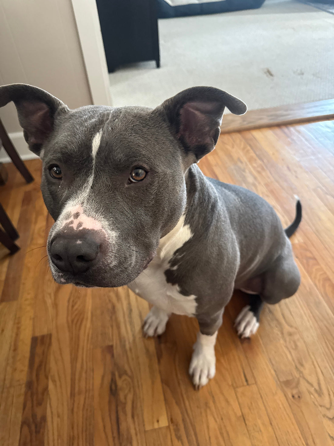 🐾💙 Ralph – The Handsome Hunk with a Heart of Gold 💙🐾