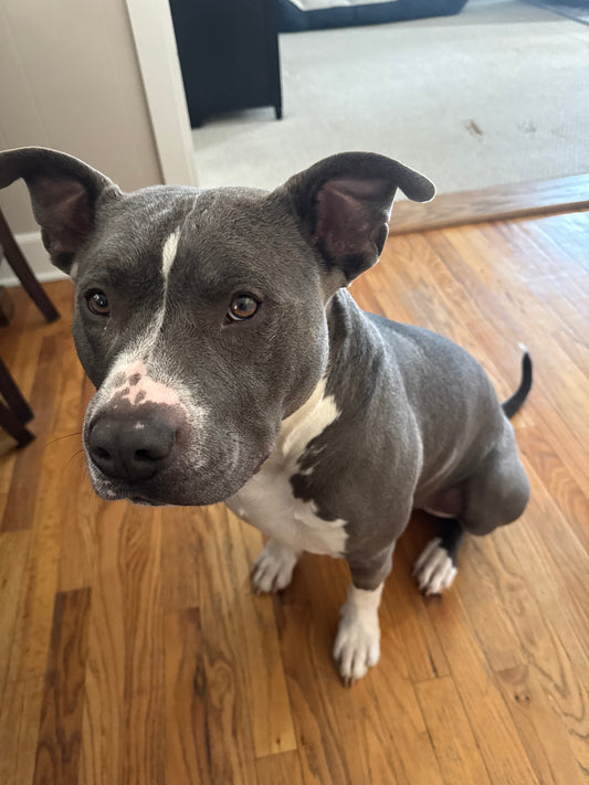 🐾💙 Ralph – The Handsome Hunk with a Heart of Gold 💙🐾