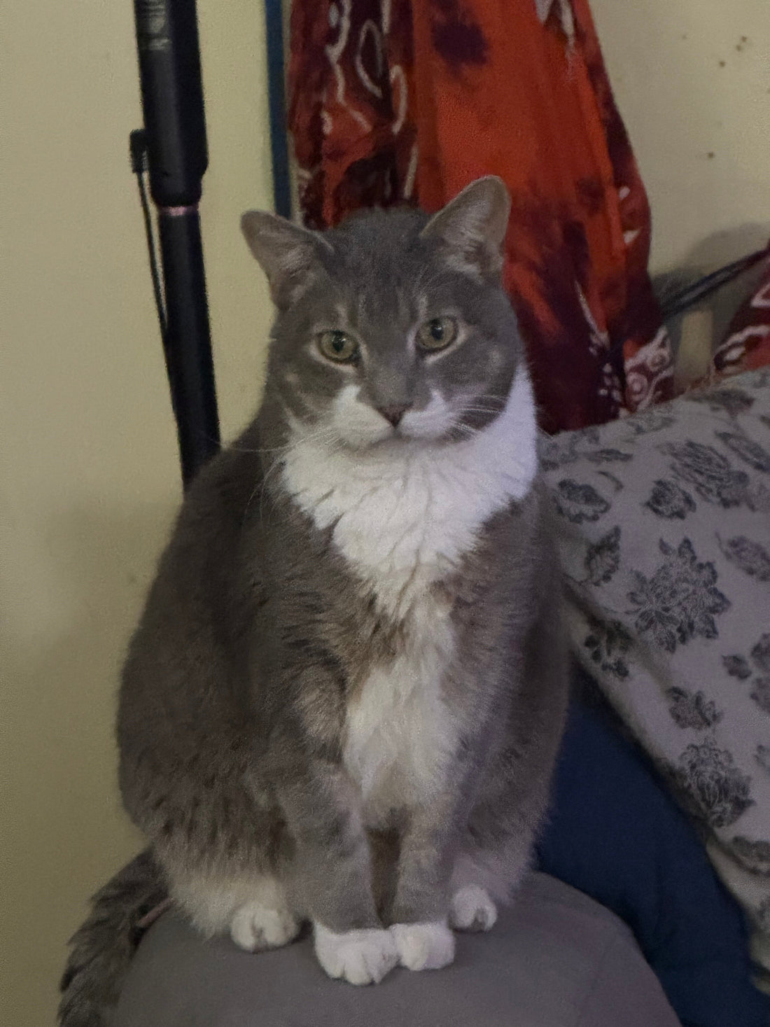 🌻🐾 Fur-iday Purr Vibes: Groovy Guy Shadow 🐾🌻