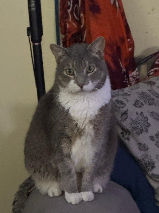 🌻🐾 Fur-iday Purr Vibes: Groovy Guy Shadow 🐾🌻