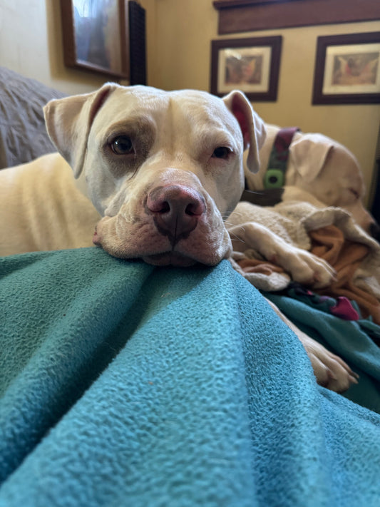 Walter is a big, lovable bundle of fun