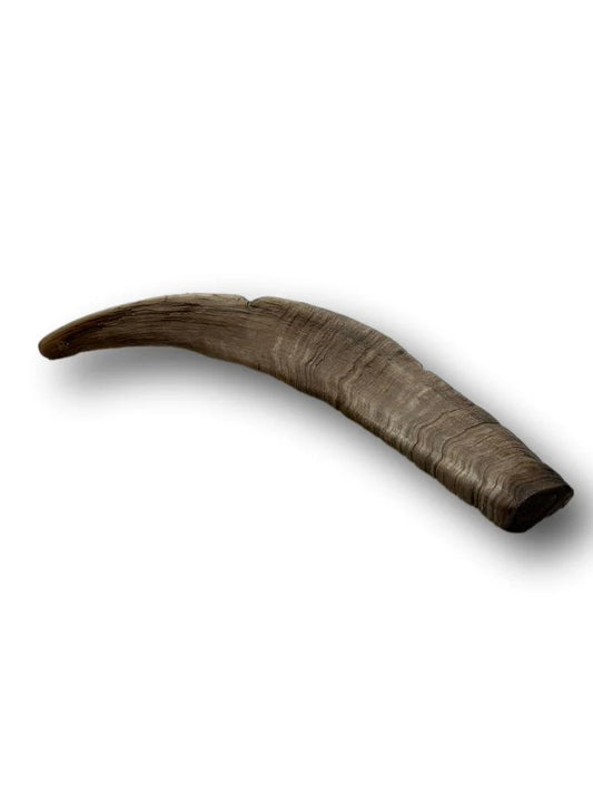 Goat Horn Large